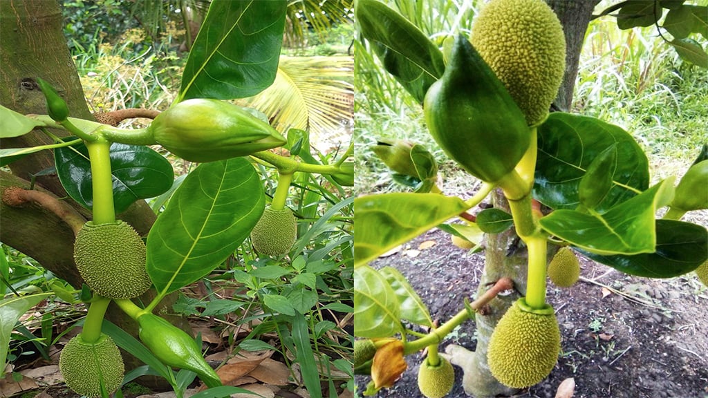 Giá mít Thái hôm nay 3/11: Giá mít tăng từng ngày, sao phải cắt bỏ bớt bông mít trên cây? - Ảnh 1.
