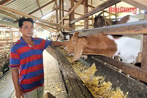 Nuôi dê đầy chuồng bằng lá mít, trái mít xơ đen, nông dân Hậu Giang chả phải lo thức ăn chăn nuôi tăng giá - Ảnh 2.