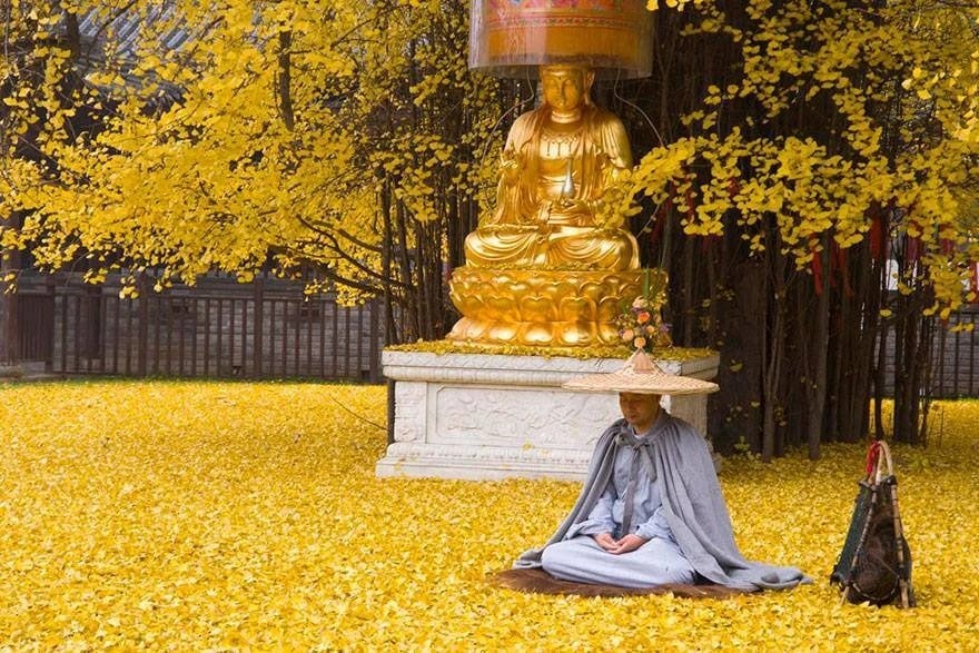 Bí ẩn &quot;cây vàng&quot; 1.400 năm tuổi ở Trung Quốc - Ảnh 6.