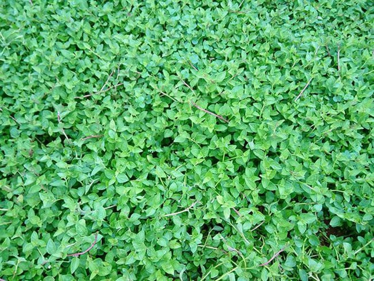 Loại rau dại bất ngờ có giá cao, được lùng mua vì vừa ngon vừa chữa được nhiều bệnh - Ảnh 2.