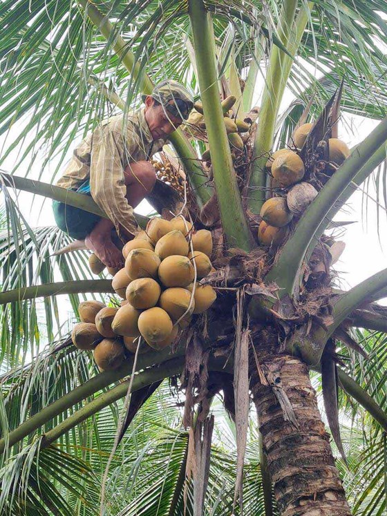 Những điều ít biết về giá trị kinh tế của loài cây đặc trưng của Bến Tre - Ảnh 2. Những điều ít biết về giá trị kinh tế của loài cây đặc trưng của Bến Tre - Ảnh 2.