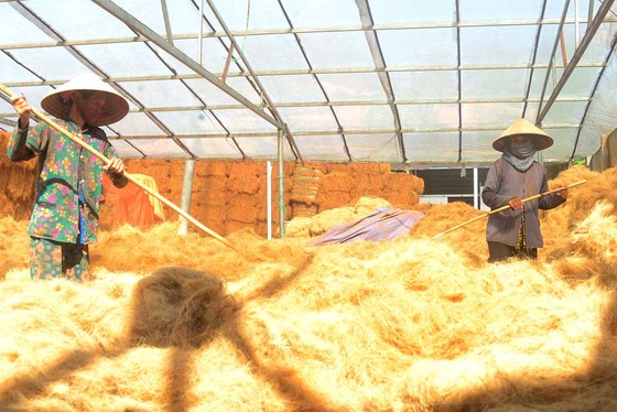 Những điều ít biết về giá trị kinh tế của loài cây đặc trưng của Bến Tre - Ảnh 7. Những điều ít biết về giá trị kinh tế của loài cây đặc trưng của Bến Tre - Ảnh 7.