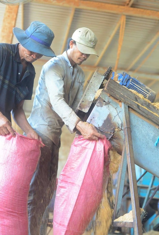 Những điều ít biết về giá trị kinh tế của loài cây đặc trưng của Bến Tre - Ảnh 4. Những điều ít biết về giá trị kinh tế của loài cây đặc trưng của Bến Tre - Ảnh 4.