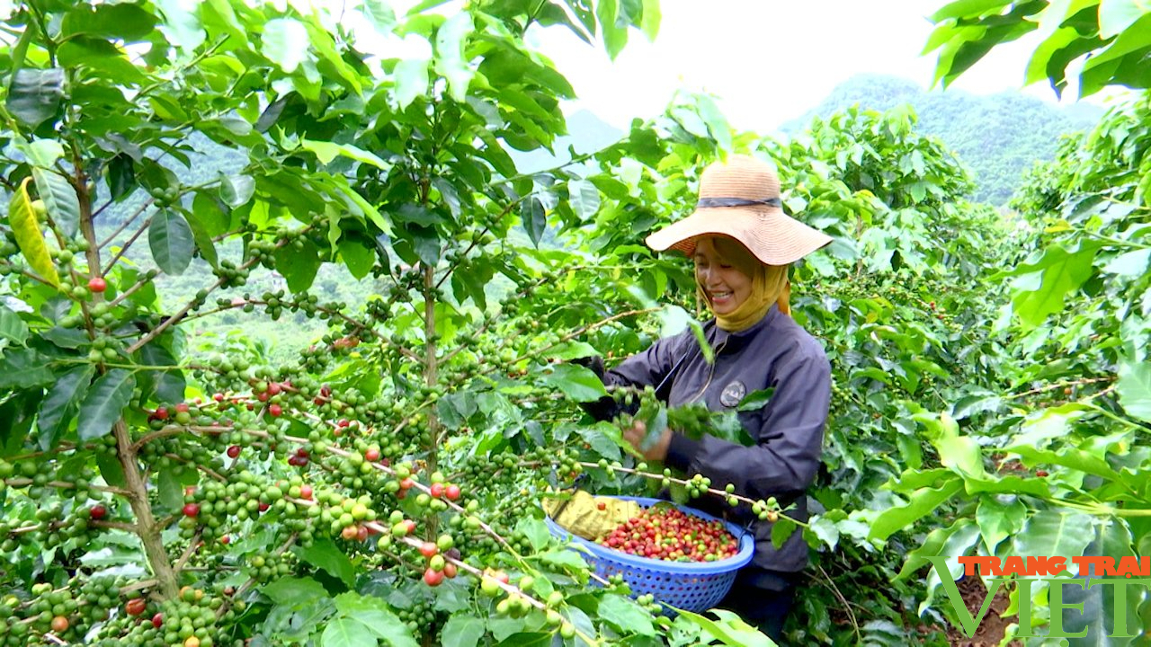 Cải tạo, xây dựng vùng cà phê chất lượng - Ảnh 11.