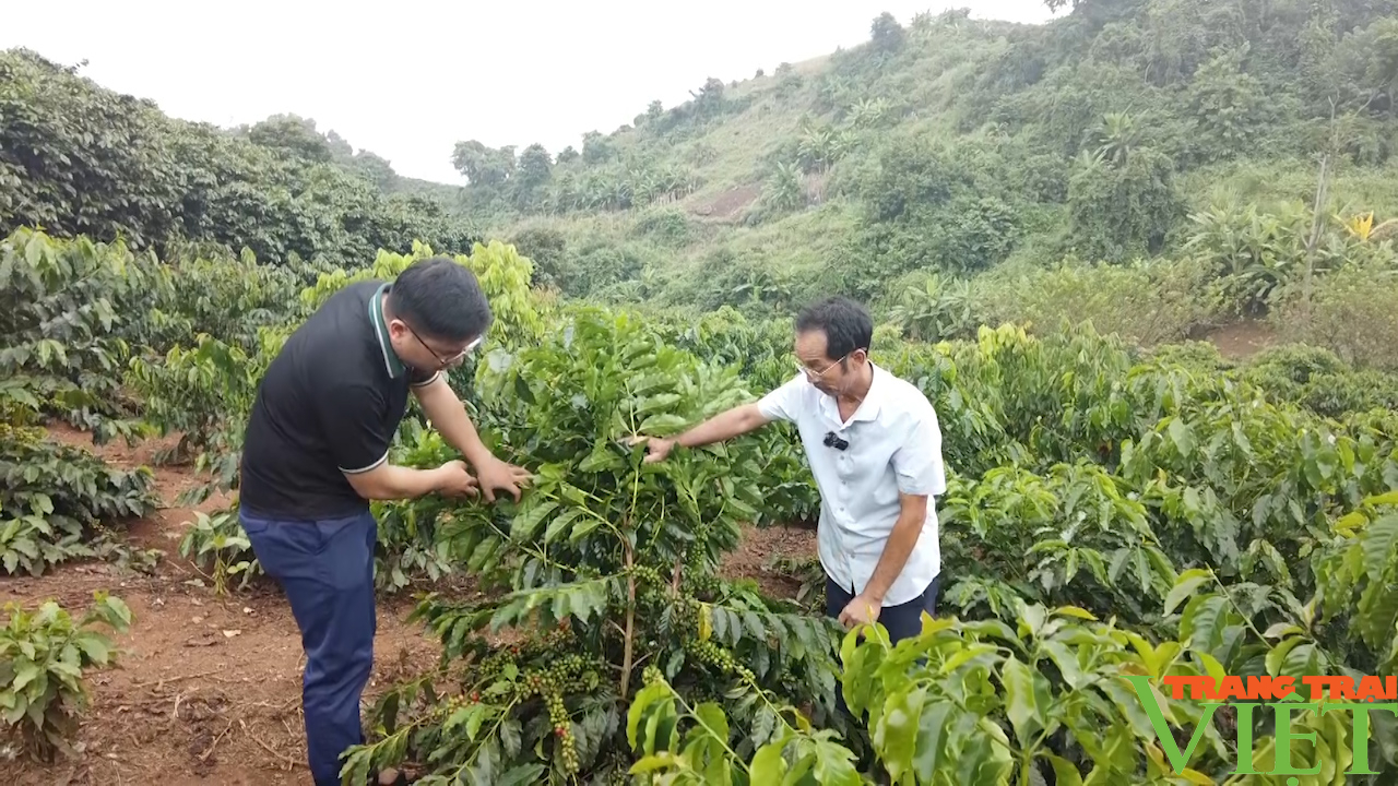 Cải tạo, xây dựng vùng cà phê chất lượng - Ảnh 6.