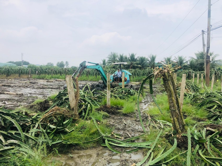 Cám cảnh đời trồng thanh long ở Long An, cây bị chặt hàng loạt, ruộng bỏ hoang - Ảnh 2.