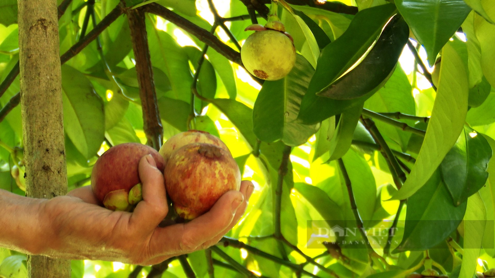 Quảng Nam: Thất thu trái cây mang tên &quot;Nữ Hoàng&quot;  - Ảnh 4.