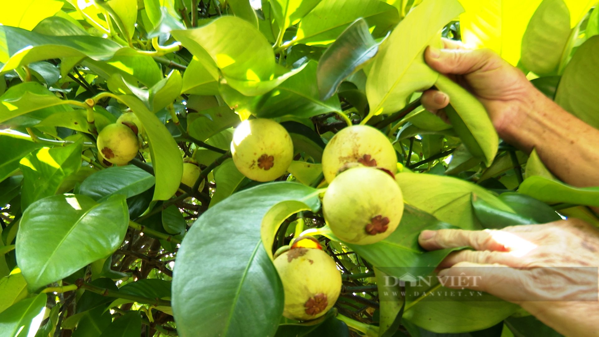 Quảng Nam: Thất thu trái cây mang tên &quot;Nữ Hoàng&quot;  - Ảnh 2.