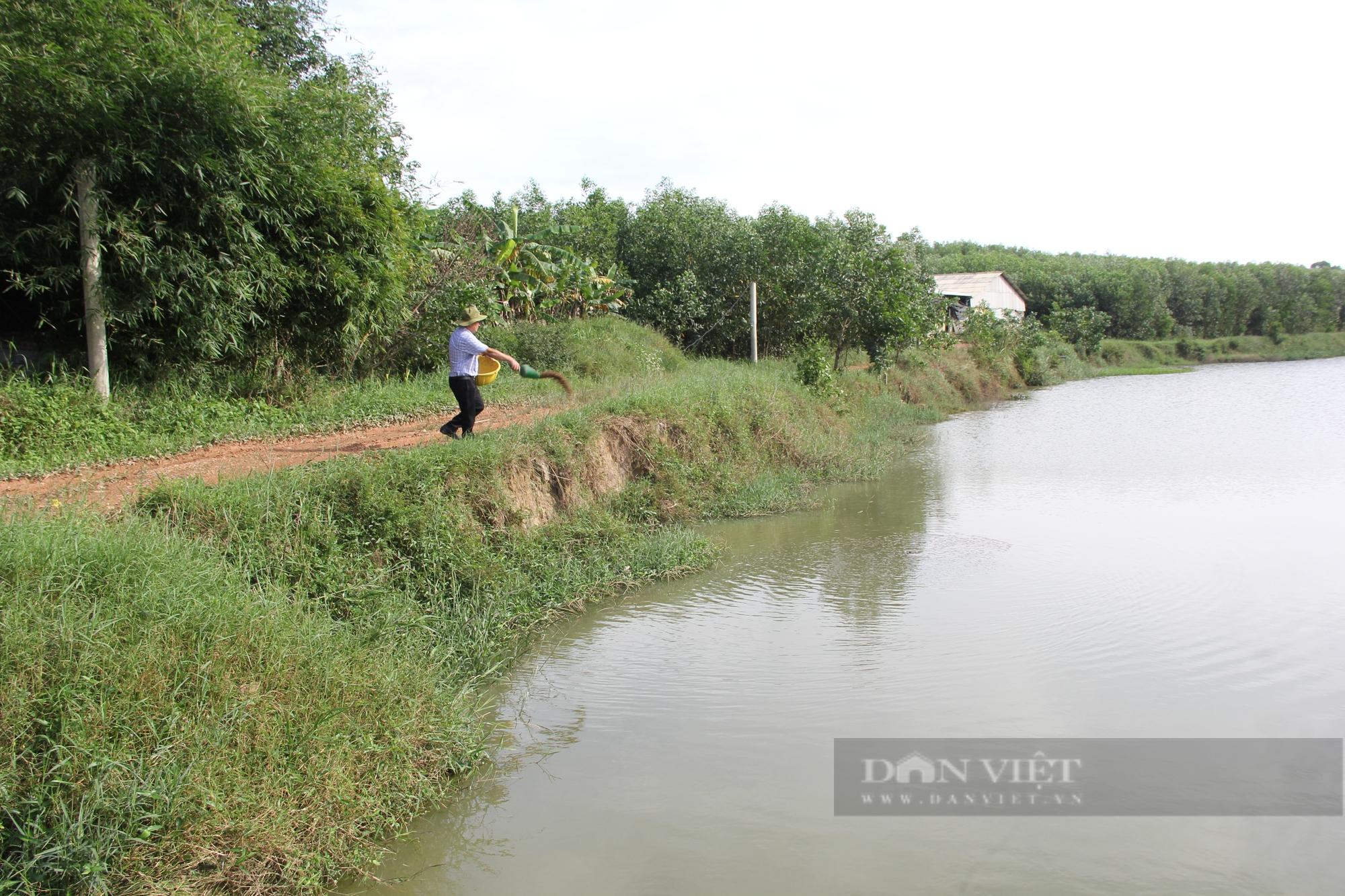 Làm trang trại VACR, cán bộ Hội Nông dân bỏ túi 500 triệu đồng mỗi năm - Ảnh 5.