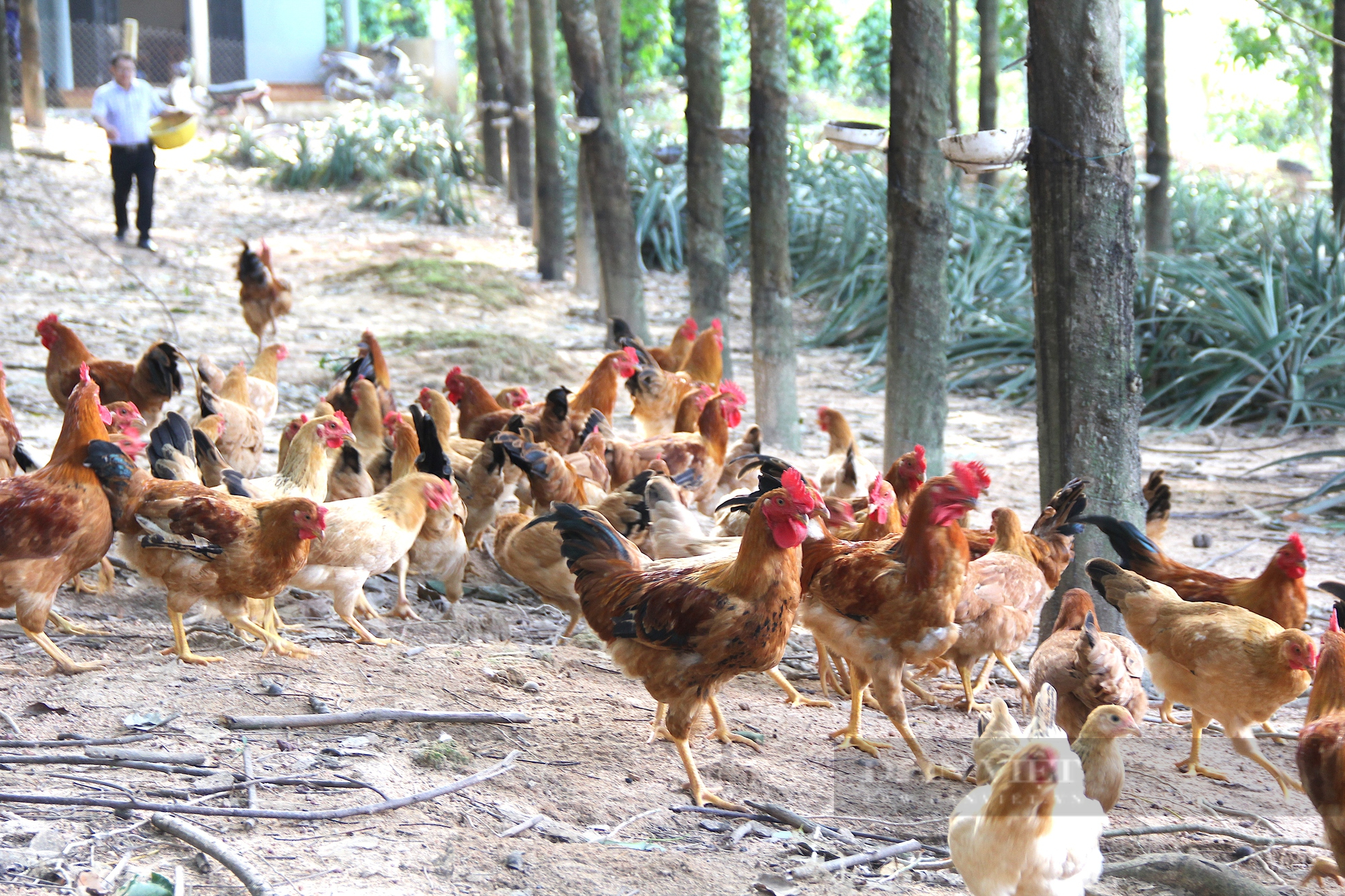 Làm trang trại VACR, cán bộ Hội Nông dân bỏ túi 500 triệu đồng mỗi năm - Ảnh 2.