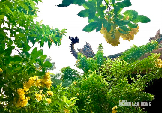 Ngất ngây với con đường hoa vàng rực ở Lam Kinh - Ảnh 12.