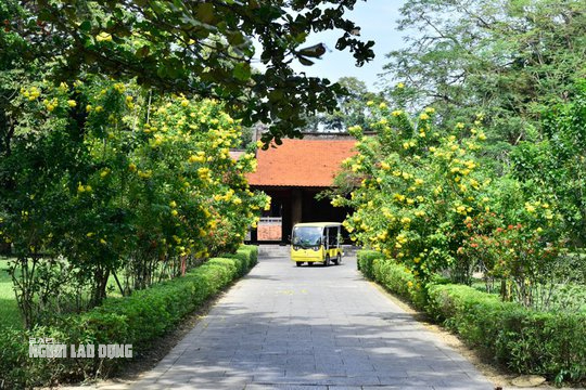 Ngất ngây với con đường hoa vàng rực ở Lam Kinh - Ảnh 1.