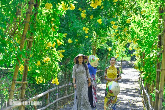 Ngất ngây với con đường hoa vàng rực ở Lam Kinh - Ảnh 6.