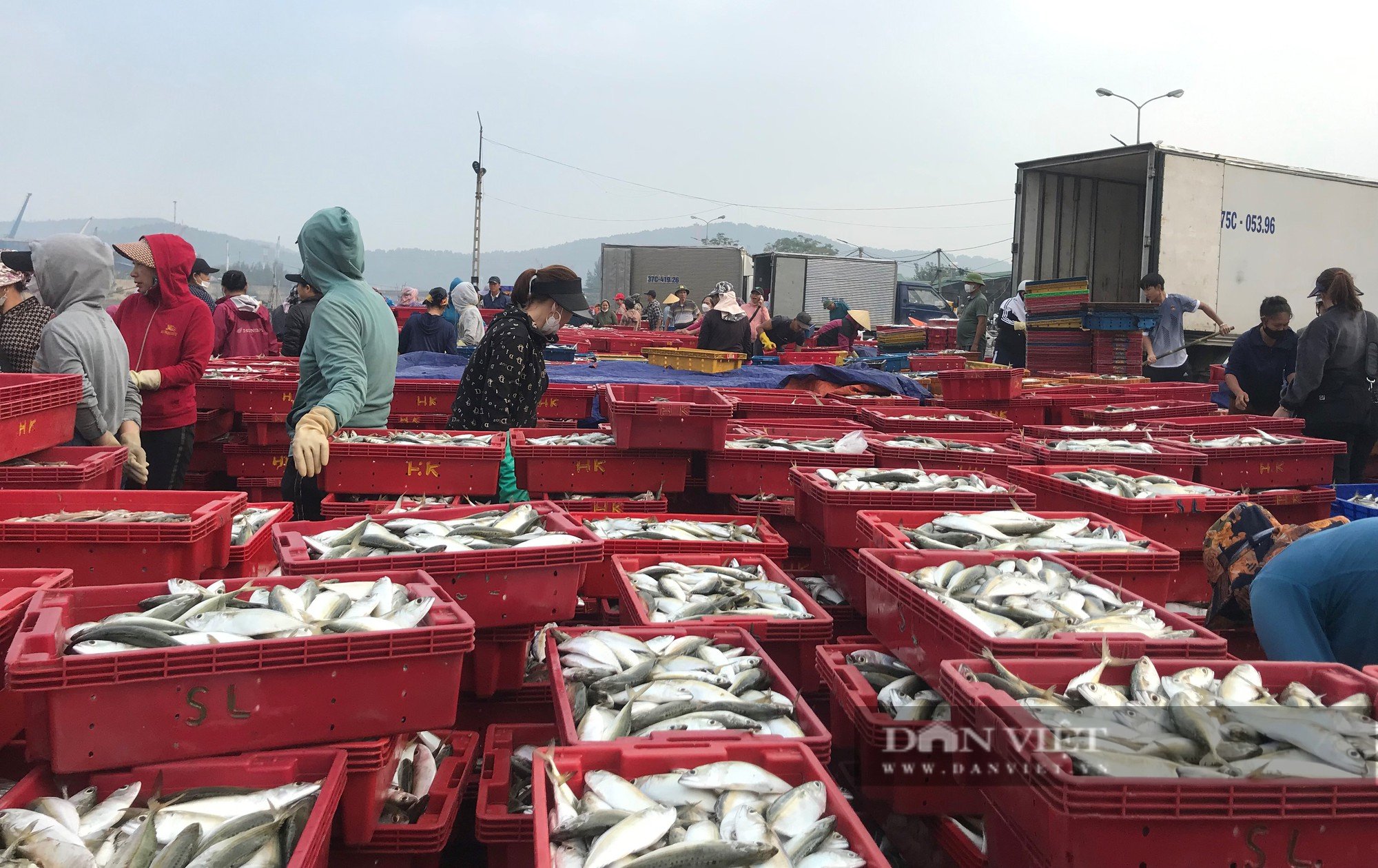 Cảnh những con thuyền đầy ắp ruốc biển cập bến, mỗi bình minh ngư dân kiếm hàng chục triệu đồng - Ảnh 4.