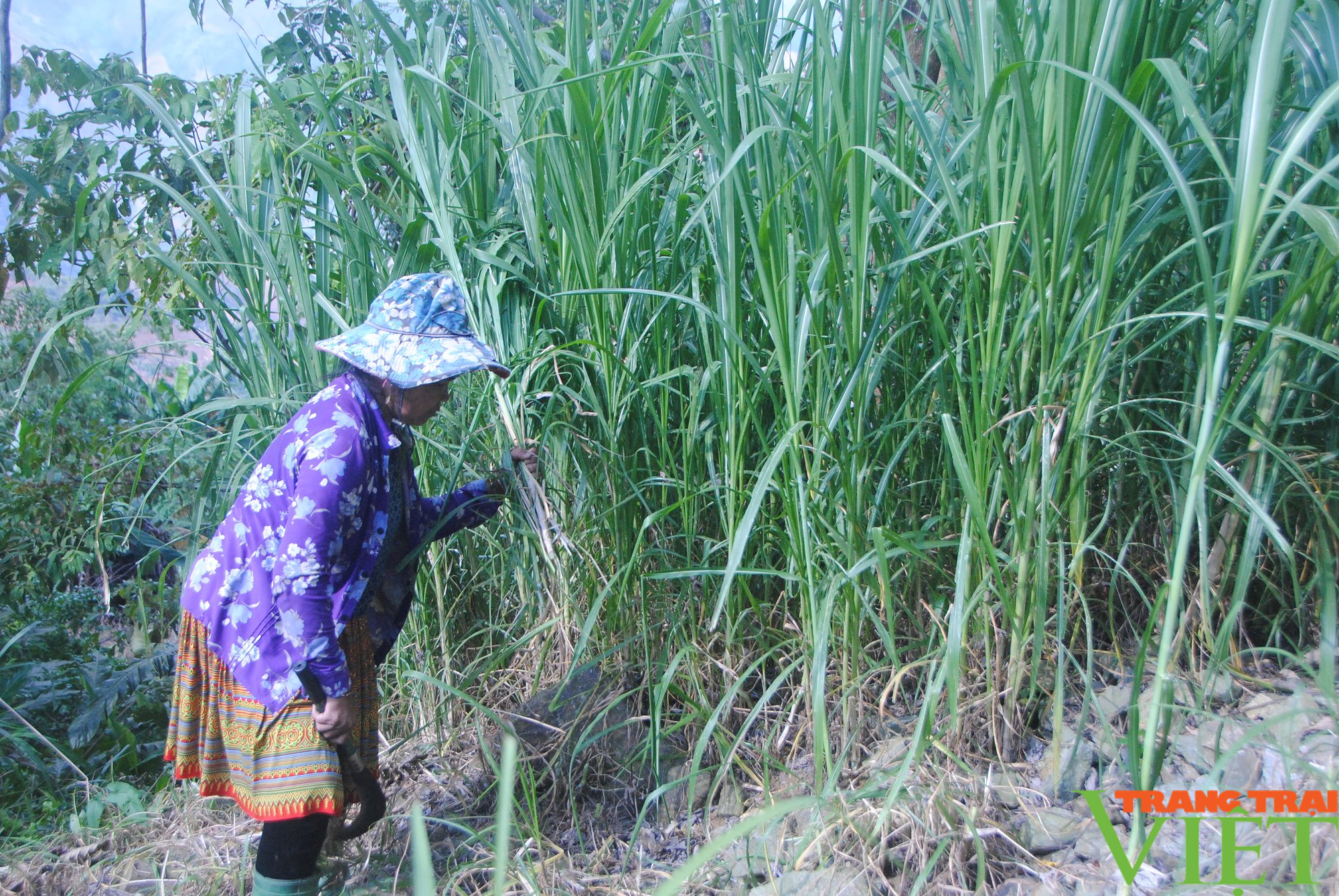 Vùng cao Sơn La chủ động phòng, chống đói rét cho đàn gia súc - Ảnh 3. Vùng cao Sơn La chủ động phòng, chống đói rét cho đàn gia súc - Ảnh 3.