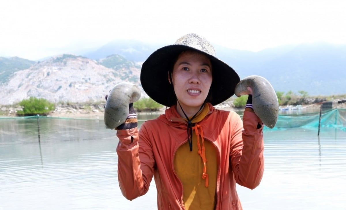 Nuôi hải sâm cát: Hướng chuyển đổi phù hợp ở ven biển Nam Trung bộ - Ảnh 1. Nuôi hải sâm cát: Hướng chuyển đổi phù hợp ở ven biển Nam Trung bộ - Ảnh 1.