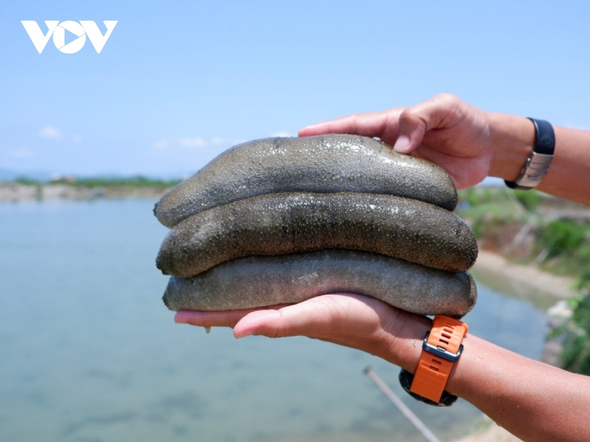 Nuôi hải sâm cát: Hướng chuyển đổi phù hợp ở ven biển Nam Trung bộ - Ảnh 2. Nuôi hải sâm cát: Hướng chuyển đổi phù hợp ở ven biển Nam Trung bộ - Ảnh 2.