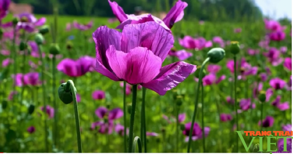 Lên cổng trời Tà Tổng nghe chuyện người Mông bỏ thuốc phiện - Ảnh 1. Lên cổng trời Tà Tổng nghe chuyện người Mông bỏ thuốc phiện - Ảnh 1.