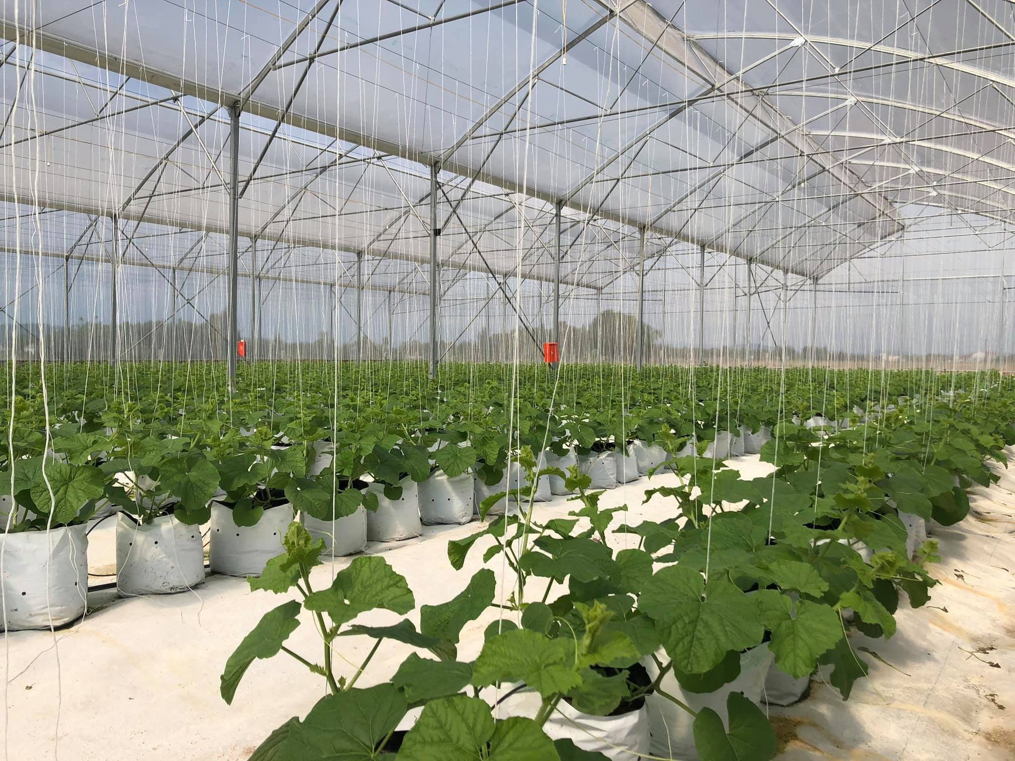 Chân dung cựu sinh viên ngành Kỹ thuật môi trường thành công trong sản xuất nông nghiệp thông minh - Ảnh 3.