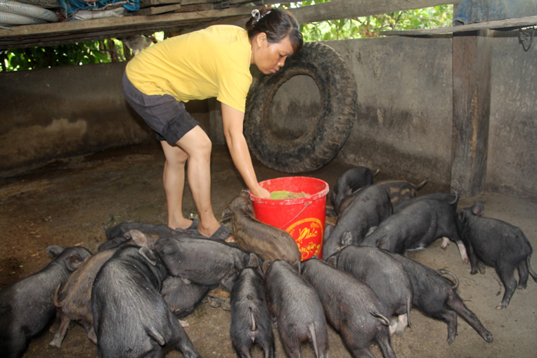 Đây là thứ heo mang tiếng là &quot;heo nhà nghèo&quot;, nhưng đẻ ra là có người mua, ăn miếng thịt nhà giàu còn khen - Ảnh 1.