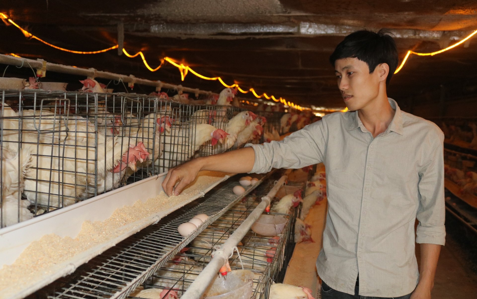 Cho gà đẻ ăn thêm các loại cây thảo dược, anh nông dân Đắk Lắk cứ bán một quả trứng lãi ngay hơn 1.000  - Ảnh 2.