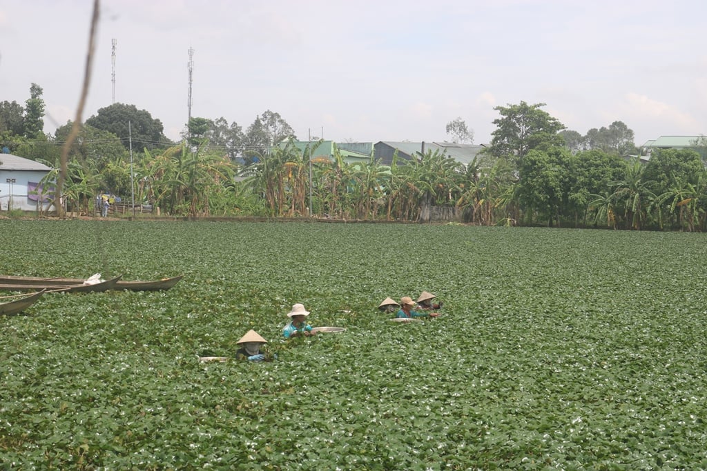 Loại củ không vùi dưới đất mà bơi lơ lửng trong ruộng An Giang, nông dân trồng khấm khá, người ăn bổ dưỡng - Ảnh 3.