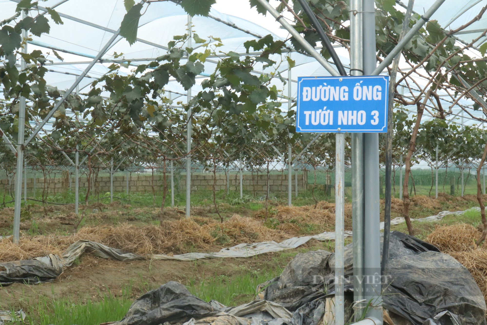 Mang cây đắt tiền lên núi trồng, anh nông dân bị cho là “gàn” nhưng sau đó khiến mọi người bất ngờ - Ảnh 3.