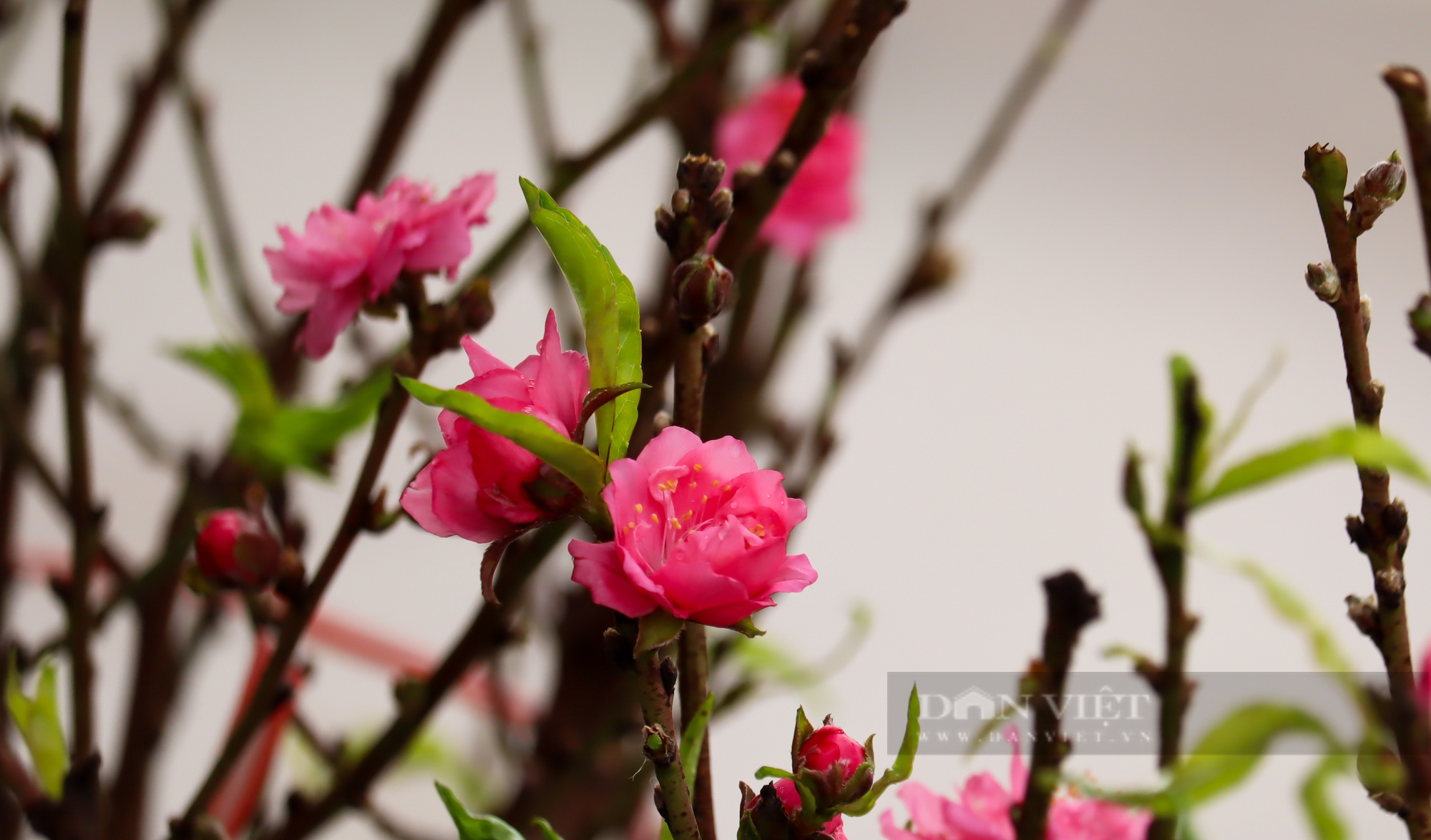 Đào Nhật Tân xuống phố được người dân săn đón về chơi Tết sớm - Ảnh 9.