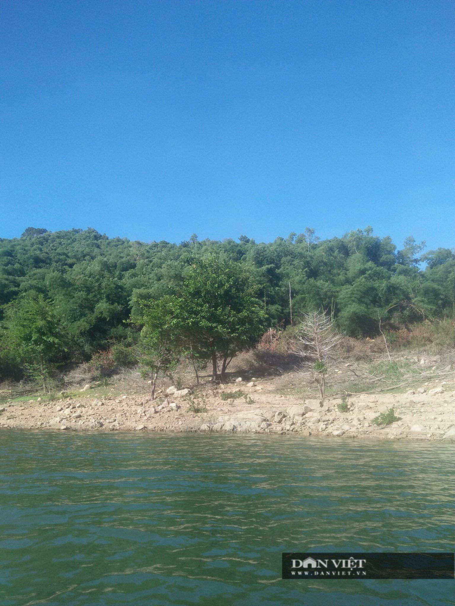 Chuyển công an điều tra vụ 138ha đất rừng phòng hộ của 3 cha con nguyên Bí thư huyện tại Bình Định - Ảnh 2.