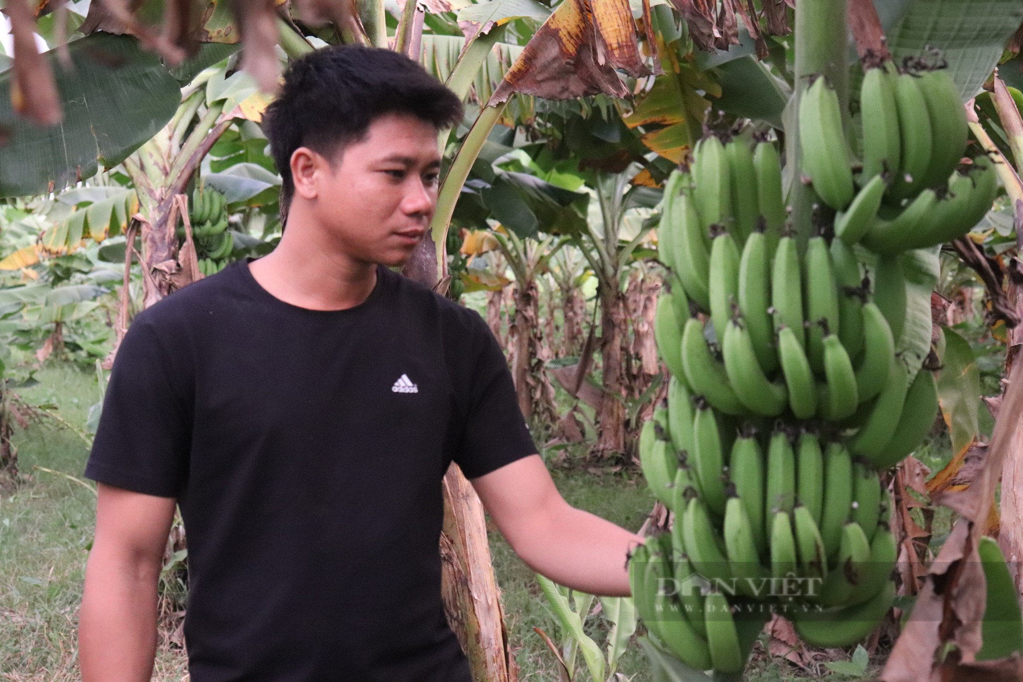 Bỏ giấc mơ đi Nhật về quê gom 10 ha đất, trồng đủ thứ cho thu nhập hơn 1 tỷ đồng/năm - Ảnh 3.
