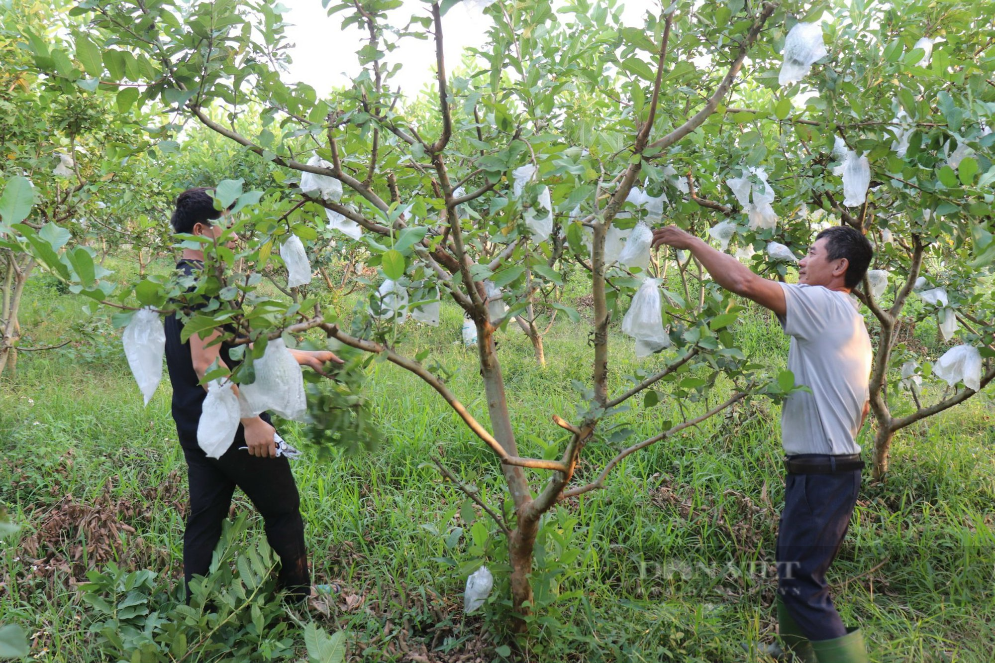Bỏ giấc mơ đi Nhật về quê gom 10 ha đất, trồng đủ thứ cho thu nhập hơn 1 tỷ đồng/năm - Ảnh 4.