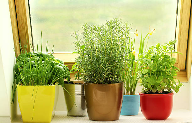 Cây cảnh trong nhà muốn xanh tốt bời bời cần chú ý điều này, bón phân không quá quan trọng đâu - Ảnh 4.