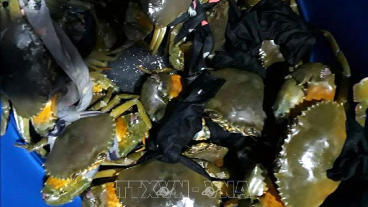 Trà Vinh: Nuôi cua biển, nông dân thu lợi 200 triệu đồng mỗi năm - Ảnh 1. Trà Vinh: Nuôi cua biển, nông dân thu lợi 200 triệu đồng mỗi năm - Ảnh 1.