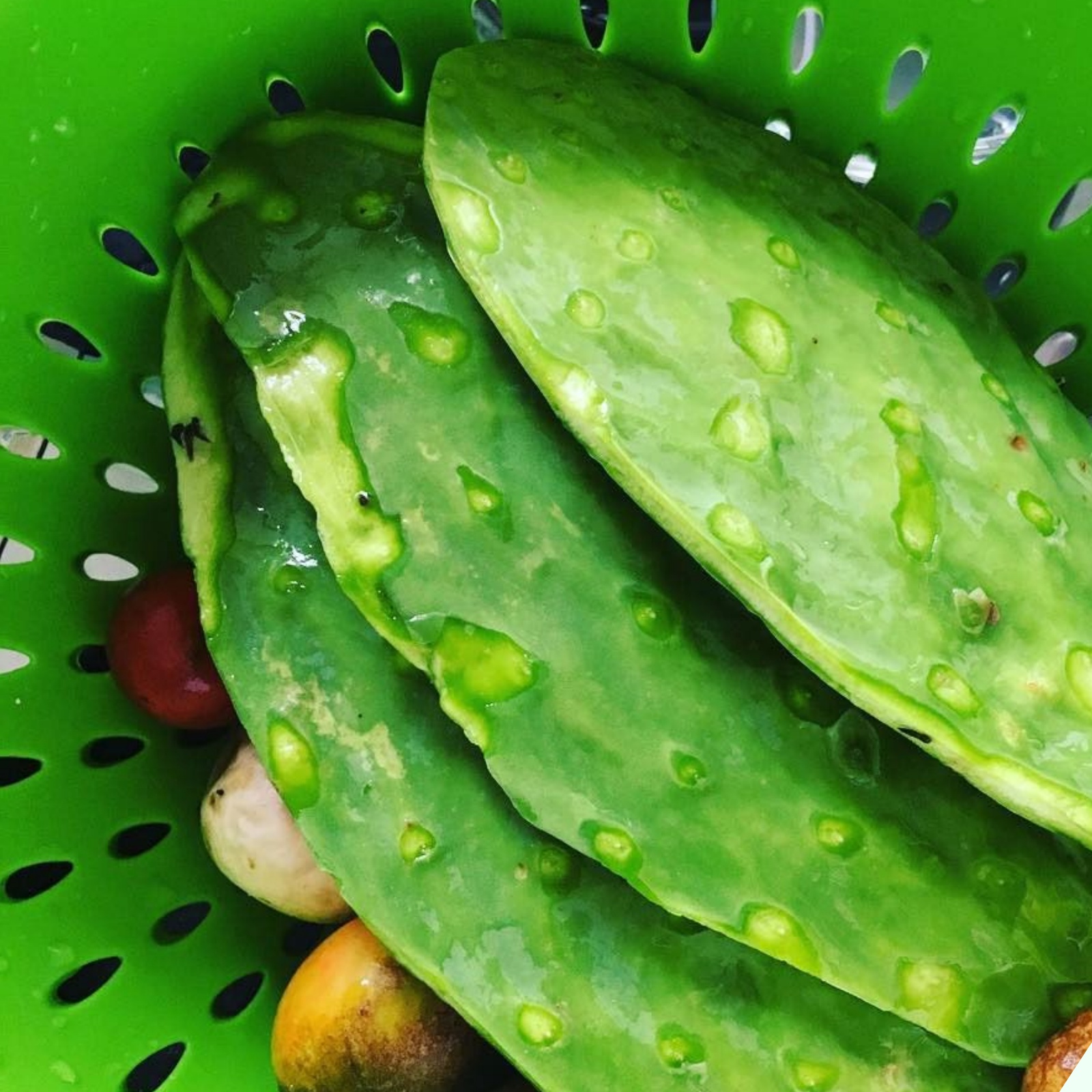 Loài cây dại có gai mọc bờ rào được ví như “siêu thực phẩm”, nấu với con giàu đạm có ngay món đặc sản - Ảnh 2.