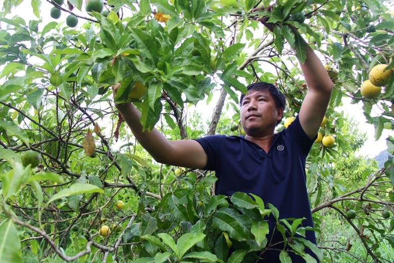 Loại quả chín chuyển màu vàng như nghệ, chủ trang trại Lâm Đồng hái hàng tấn, bán chỉ lo cháy hàng - Ảnh 1.