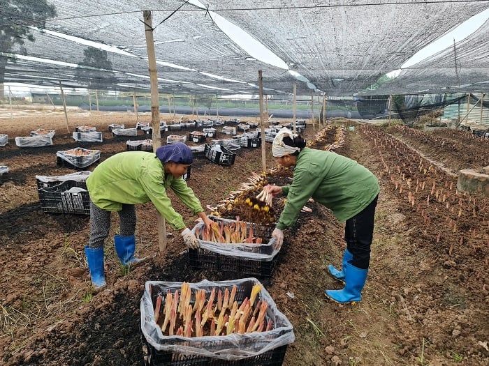 Nông thôn mới huyện Hoài Đức: 4 xã cùng đạt trên 98 điểm, thu nhập người dân nông thôn đáng mơ ước  - Ảnh 1.