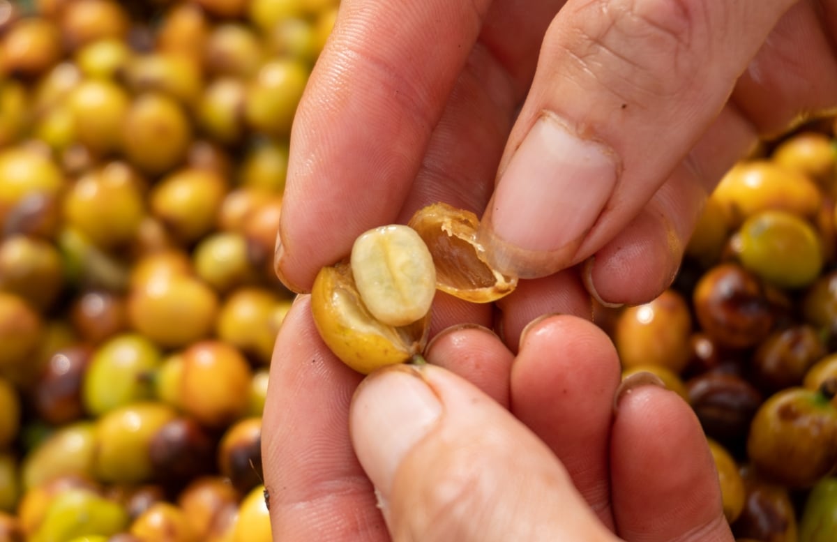 Loại quả cà phê đặc biệt cho thứ hạt vàng, cả nước chỉ có 2 tỉnh trồng, đó là giống cà phê gì? - Ảnh 7.