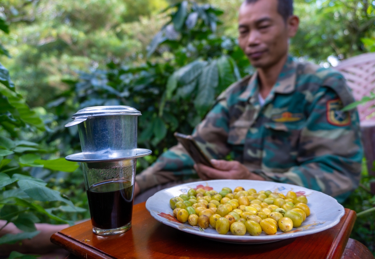 Loại quả cà phê đặc biệt cho thứ hạt vàng, cả nước chỉ có 2 tỉnh trồng, đó là giống cà phê gì? - Ảnh 8.