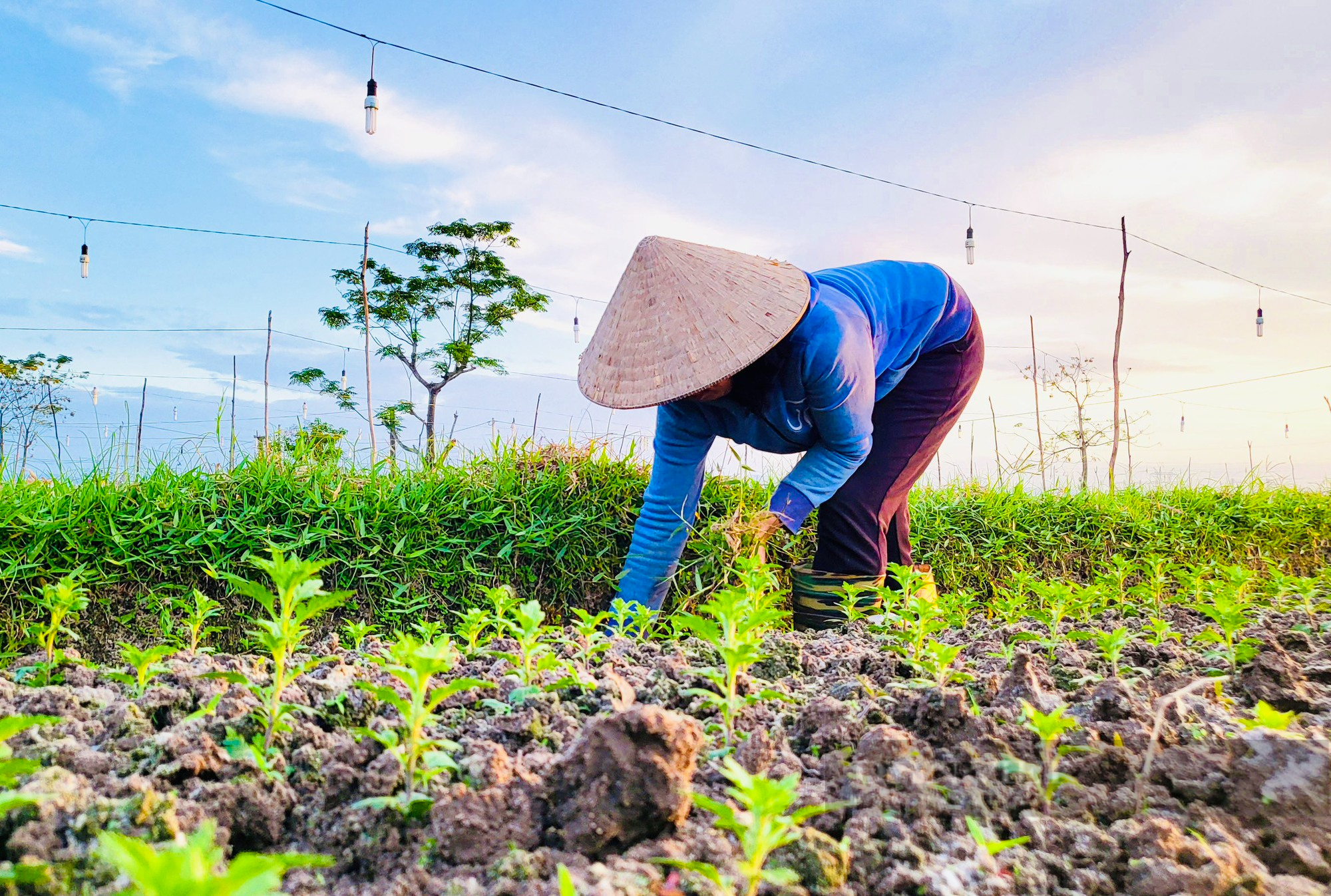 Nông dân Quảng Bình bám ruộng chăm hoa Tết - Ảnh 4.