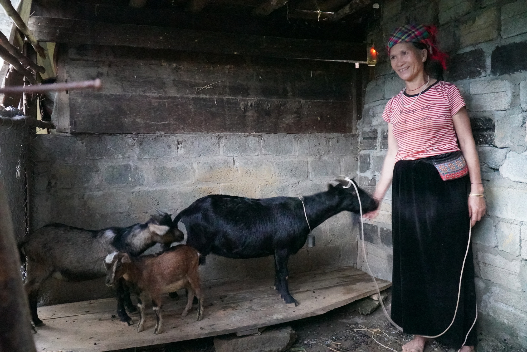 Dự án hỗ trợ phát triển sản xuất, khuyến nghị các vật nuôi, cây trồng mới thay thế cây có chứa chất ma túy - Ảnh 1.