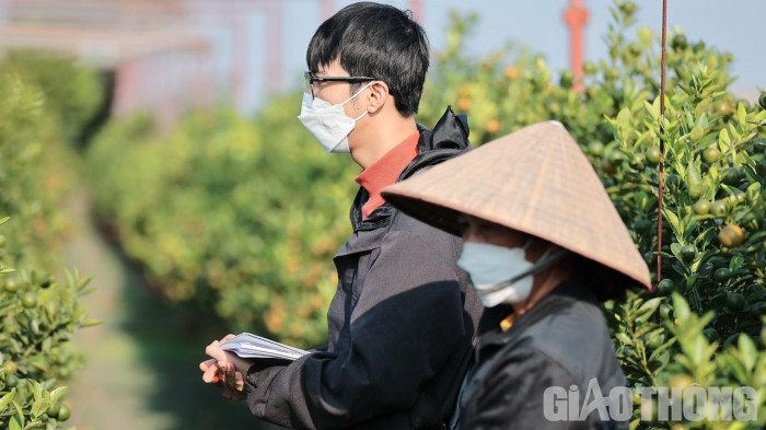 Quất Tết được mùa, giá cao - Ảnh 13. Quất Tết được mùa, giá cao - Ảnh 13.
