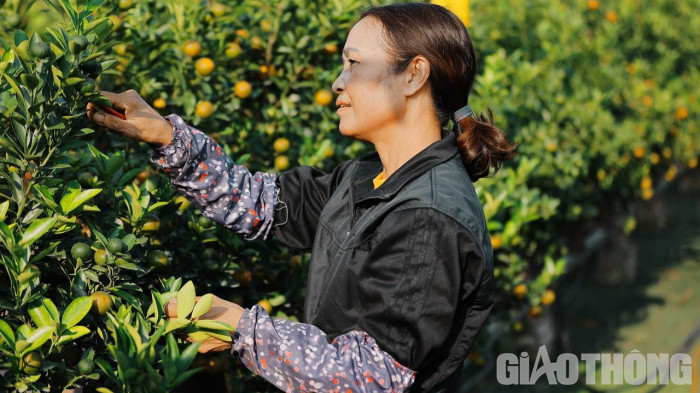 Quất Tết được mùa, giá cao - Ảnh 4. Quất Tết được mùa, giá cao - Ảnh 4.