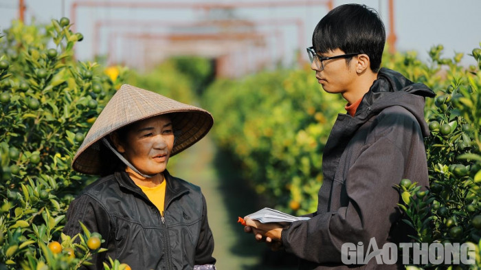 Quất Tết được mùa, giá cao - Ảnh 3. Quất Tết được mùa, giá cao - Ảnh 3.