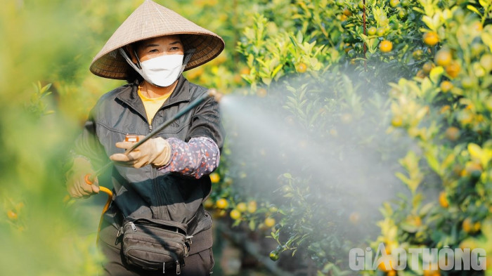 Quất Tết được mùa, giá cao - Ảnh 1. Quất Tết được mùa, giá cao - Ảnh 1.