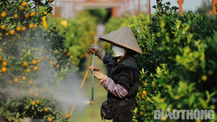 Quất Tết được mùa, giá cao - Ảnh 5. Quất Tết được mùa, giá cao - Ảnh 5.