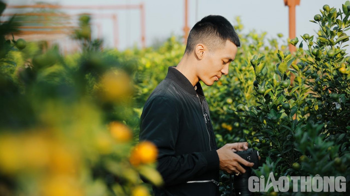 Quất Tết được mùa, giá cao - Ảnh 10. Quất Tết được mùa, giá cao - Ảnh 10.