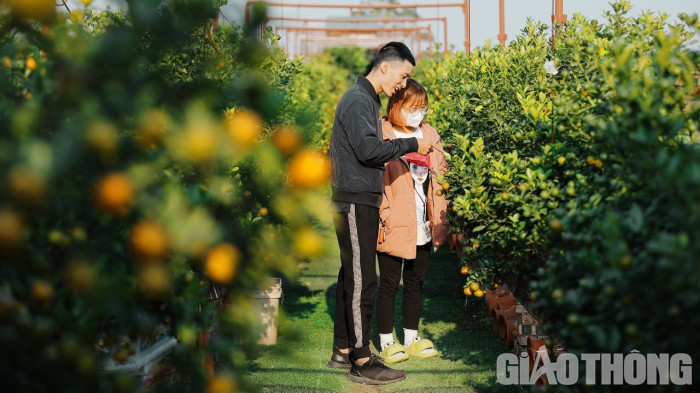 Quất Tết được mùa, giá cao - Ảnh 12. Quất Tết được mùa, giá cao - Ảnh 12.