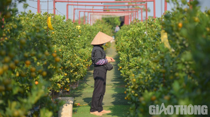 Quất Tết được mùa, giá cao - Ảnh 11. Quất Tết được mùa, giá cao - Ảnh 11.