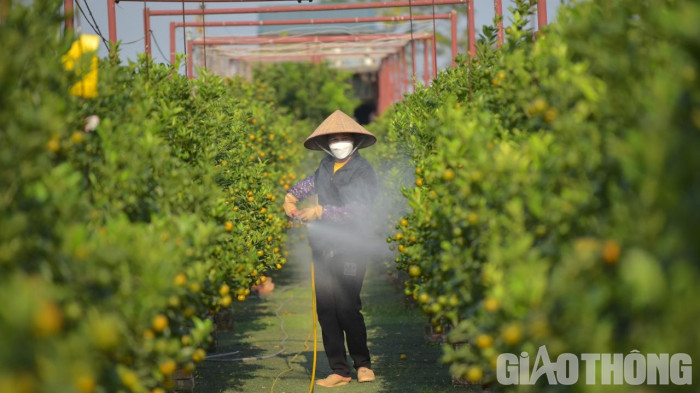 Quất Tết được mùa, giá cao - Ảnh 9. Quất Tết được mùa, giá cao - Ảnh 9.