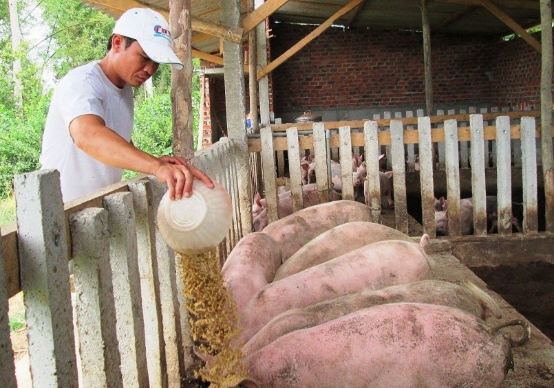 Xu hướng giảm giá lợn hơi vẫn đang lan rộng ở nhiều tỉnh thành - Ảnh 2.